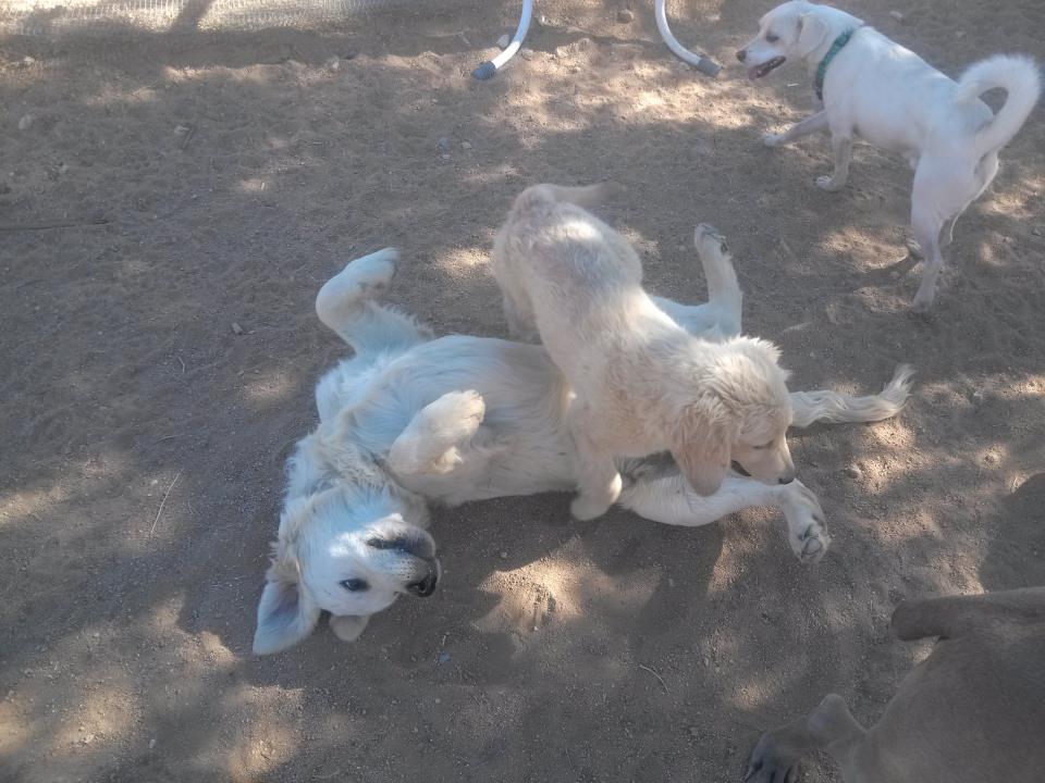 joshua-tree-pet-resort-dogs