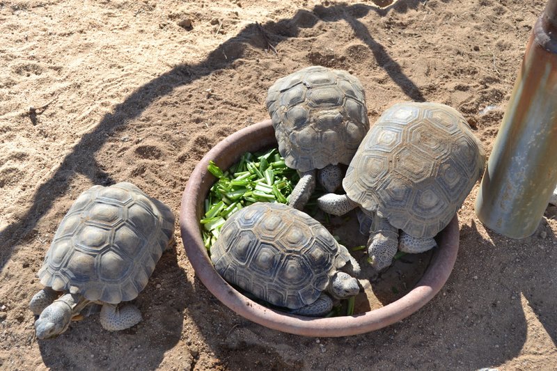 joshua-tree-pet-resort-Tortoise-rescue